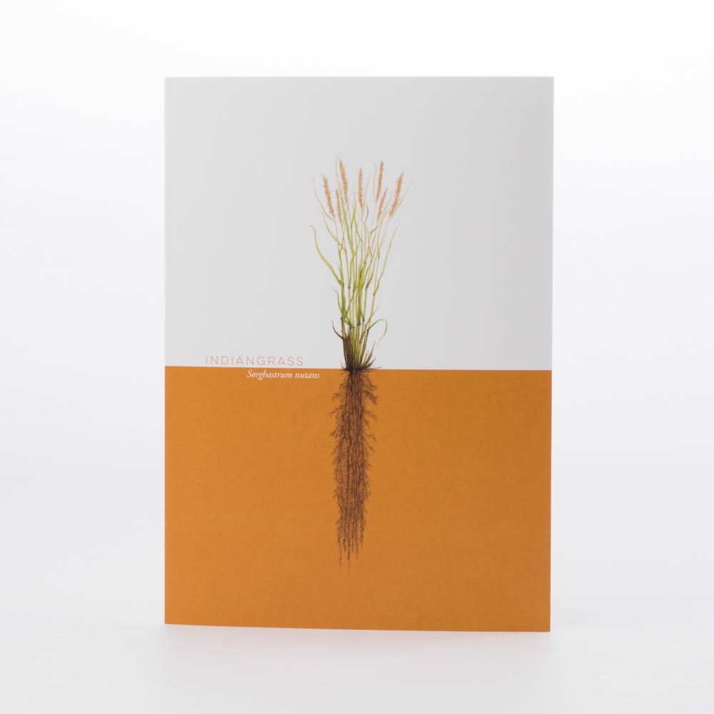 Indiangrass Greeting Card